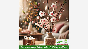 Barbarazweige bringen den Frühling ins Haus