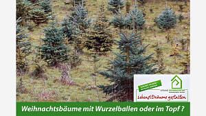 Sind Weihnachtsbäume mit Wurzelballen oder im Topf die bessere Wahl?