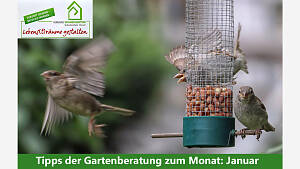 Gartenmonat: Januar