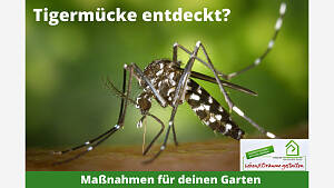 Tigermücke entdeckt? Maßnahmen für deinen Garten