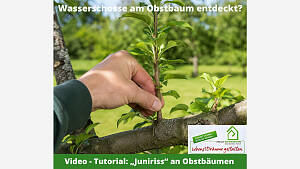 Wasserschosse am Obstbaum entdeckt?
