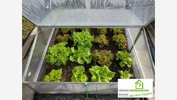 Themenbild: Garten - Podcast: Kopflos im Salatbeet Themenbild: Garten - Podcast: Kopflos im Salatbeet