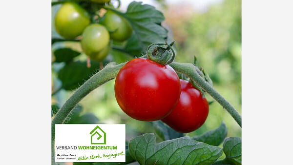 Themenbild: So lassen Sie Tomaten nachreifen Themenbild: So lassen Sie Tomaten nachreifen
