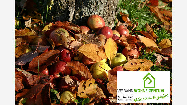 Themenbild: Laub oder Fallobst aus Nachbars Garten Themenbild: Laub oder Fallobst aus Nachbars Garten