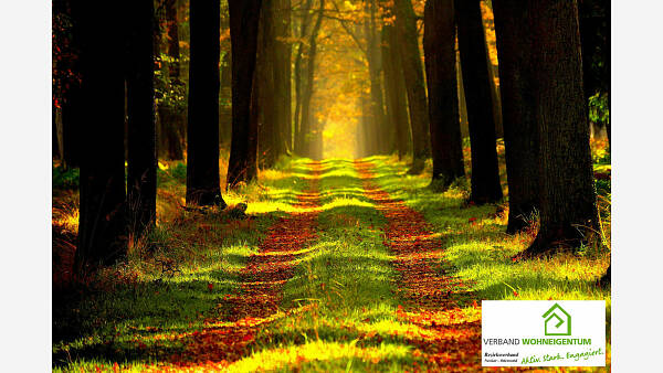 Themenbild: Terra X Podcast: Der deutsche Wald Themenbild: Terra X Podcast: Der deutsche Wald