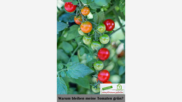 Themenbild: Warum bleiben meine Tomaten grün?