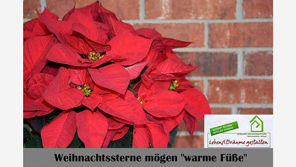 Themenbild: Weihnachtssterne