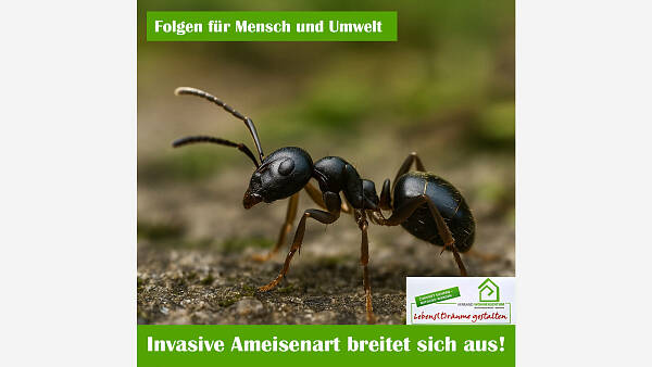 Themenbild: Invasive Ameisenart "Tapinoma magnum"