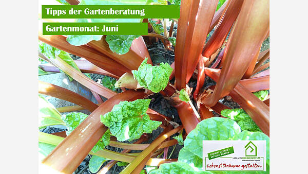 Themenbild: Gartenmonat: Juni Themenbild: Gartenmonat: Juni