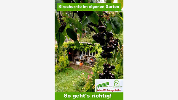 Themenbild: Kirschernte im eigenen Garten: So geht's richtig! Themenbild: Kirschernte im eigenen Garten: So geht's richtig!