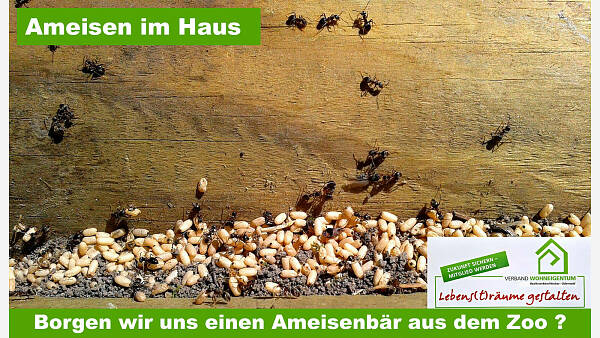 Themenbild: Ameisen im Haus Themenbild: Ameisen im Haus