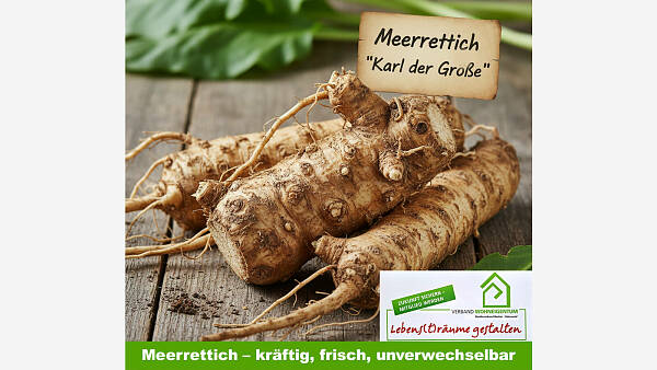 Themenbild: Meerrettich - kräftig, frisch, unverwechselbar
