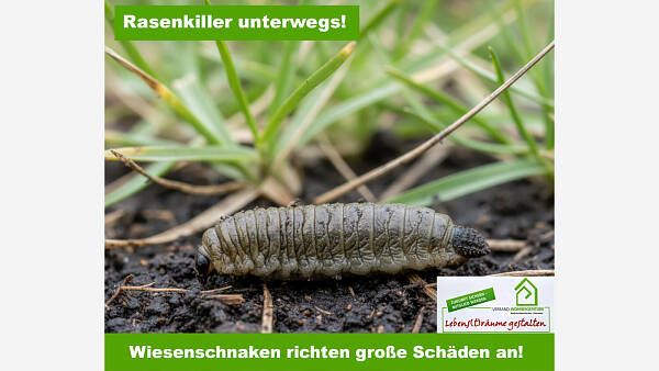 Themenbild: Rasenkiller unterwegs: Wiesenschnaken richten große Schäden an!