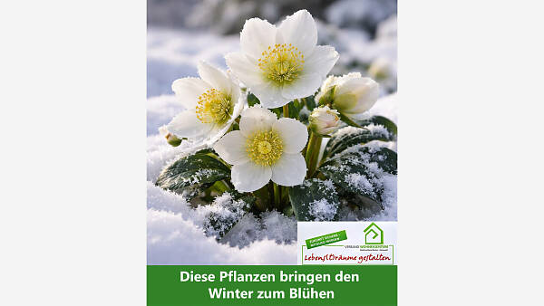 Themenbild: Wenn der Winter blüht: Warum Pflanzen jetzt Blüten zeigen
