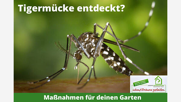 Themenbild: Tigermücke entdeckt? Maßnahmen für deinen Garten