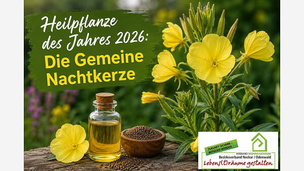 Themenbild: Heilpflanze des Jahres 2026: Die Gemeine Nachtkerze