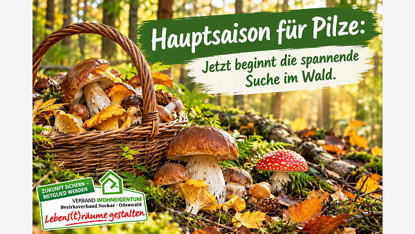 Themenbild: Pilze haben Hauptsaison