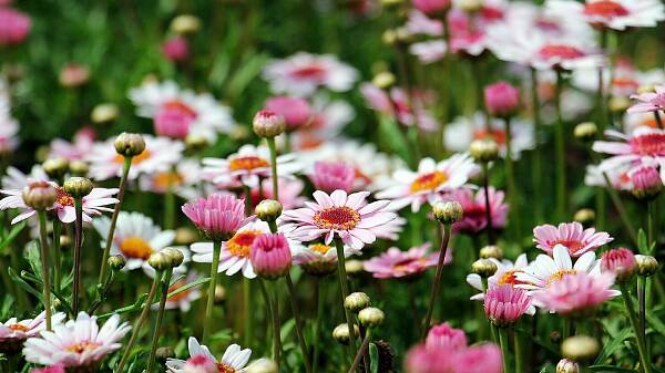 Themenbild: Blumenwiese