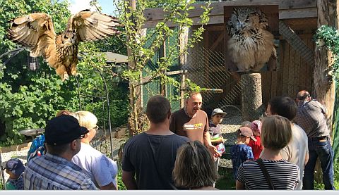 Besuch der Greifvogelauffangstation