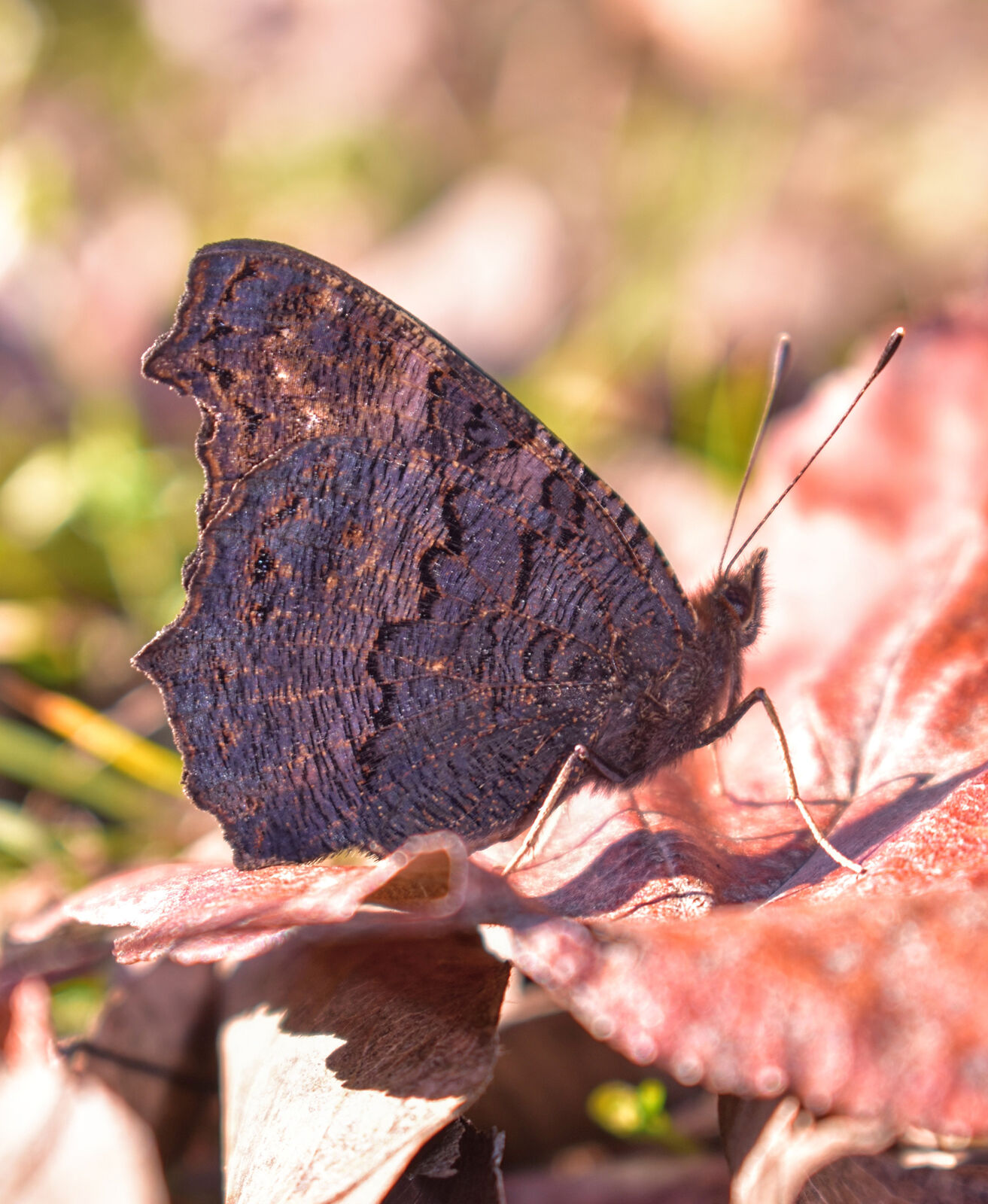 Schmetterling2