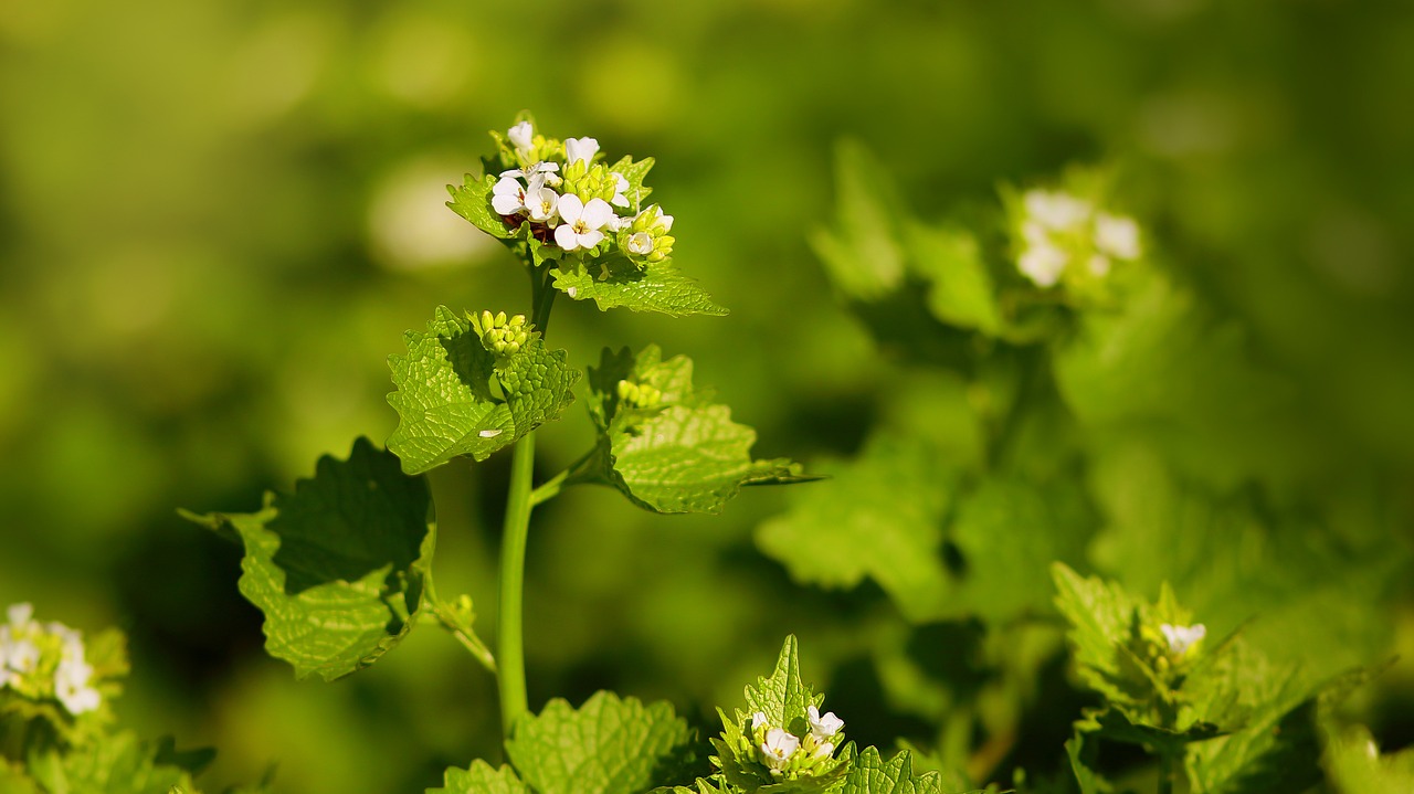 Knoblauchrauke