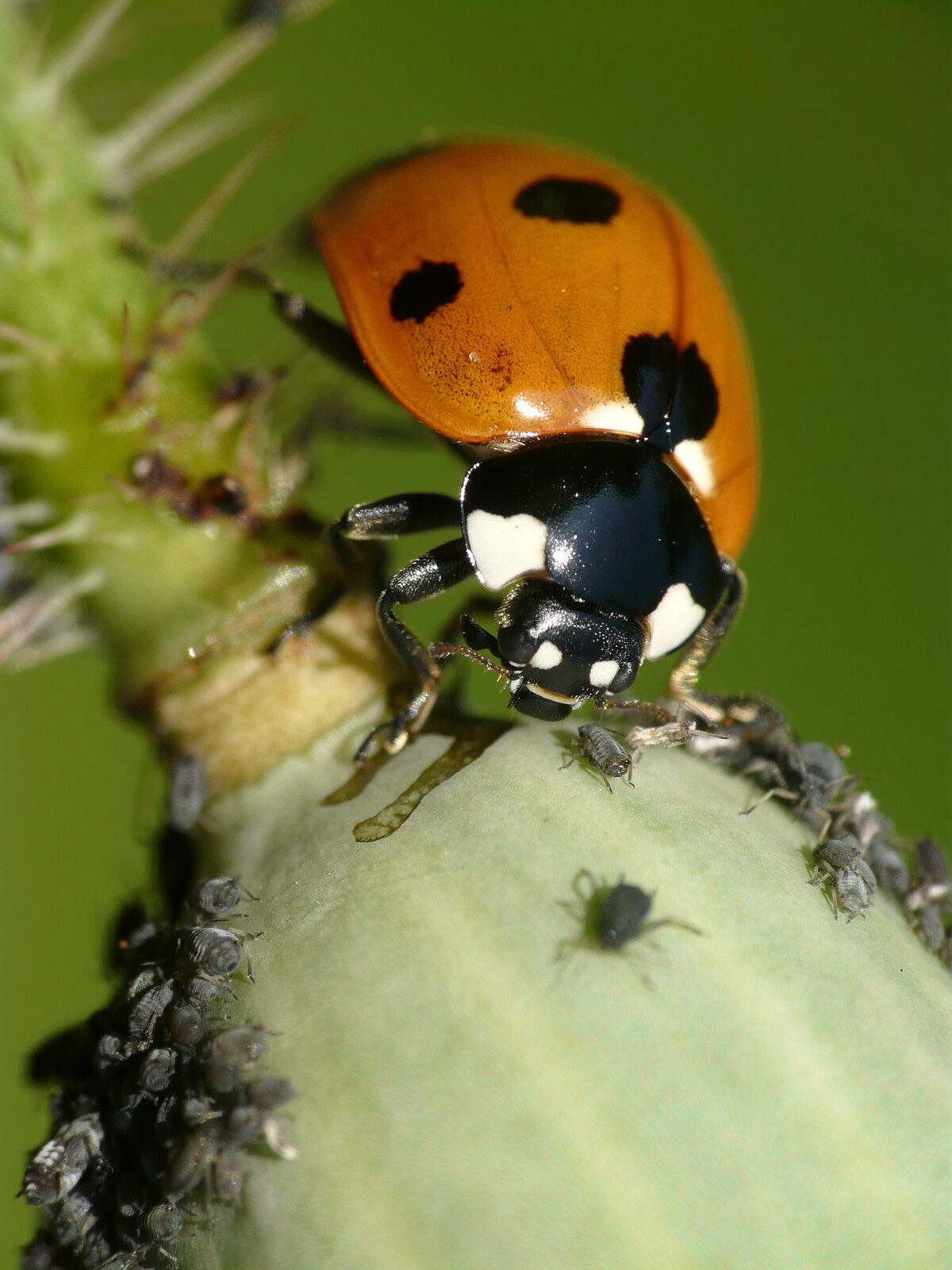Marienkäfer Blattlaus