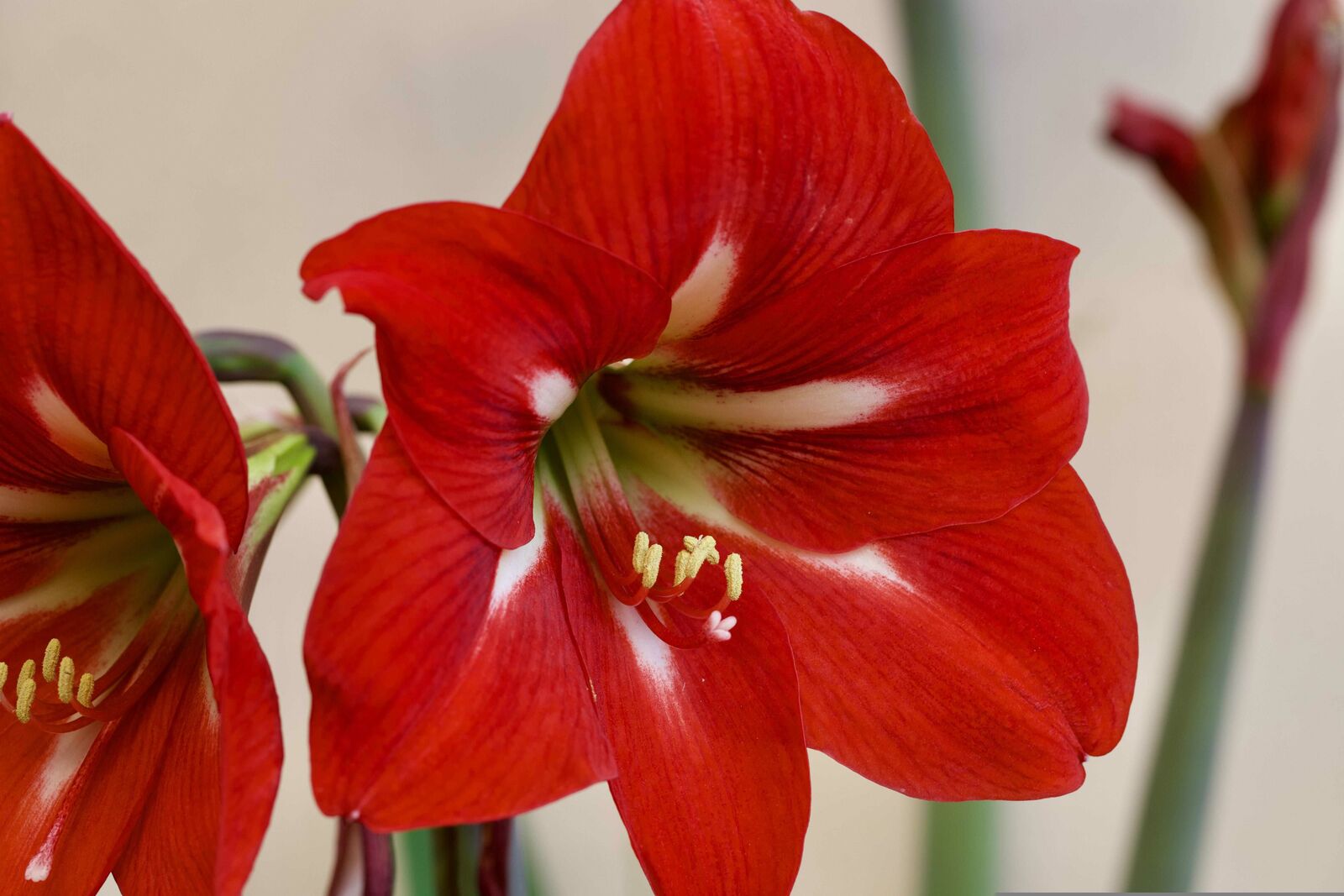 Amaryllis