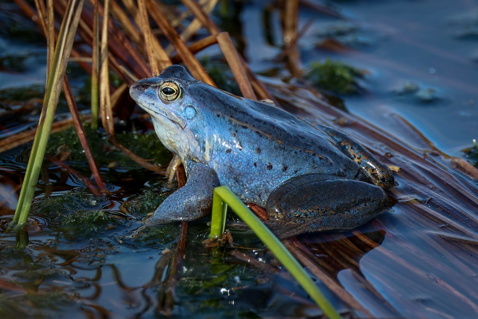 Moorfrosch