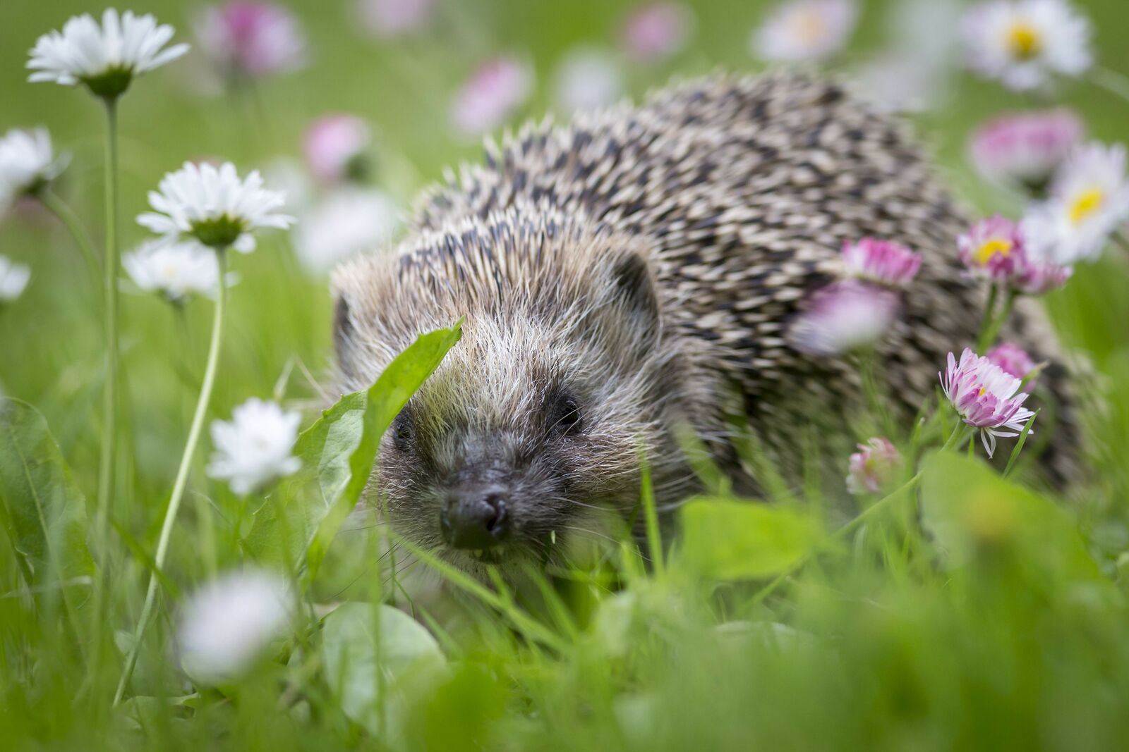 Igel