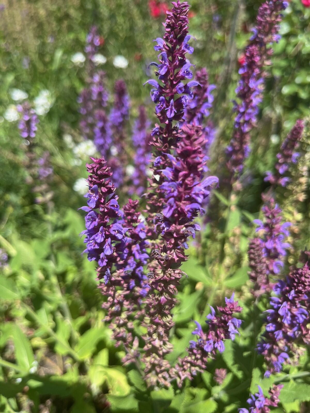 Salvia