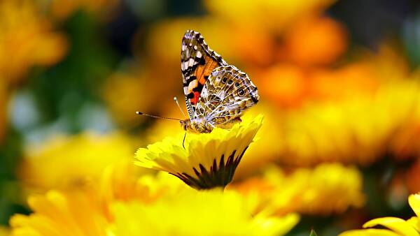 Themenbild: Gartenberater