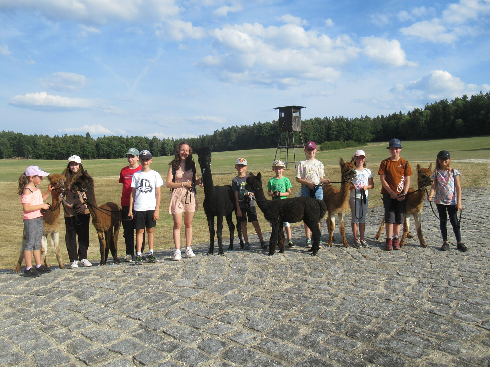 Gruppenfoto Alpakas mit Herz