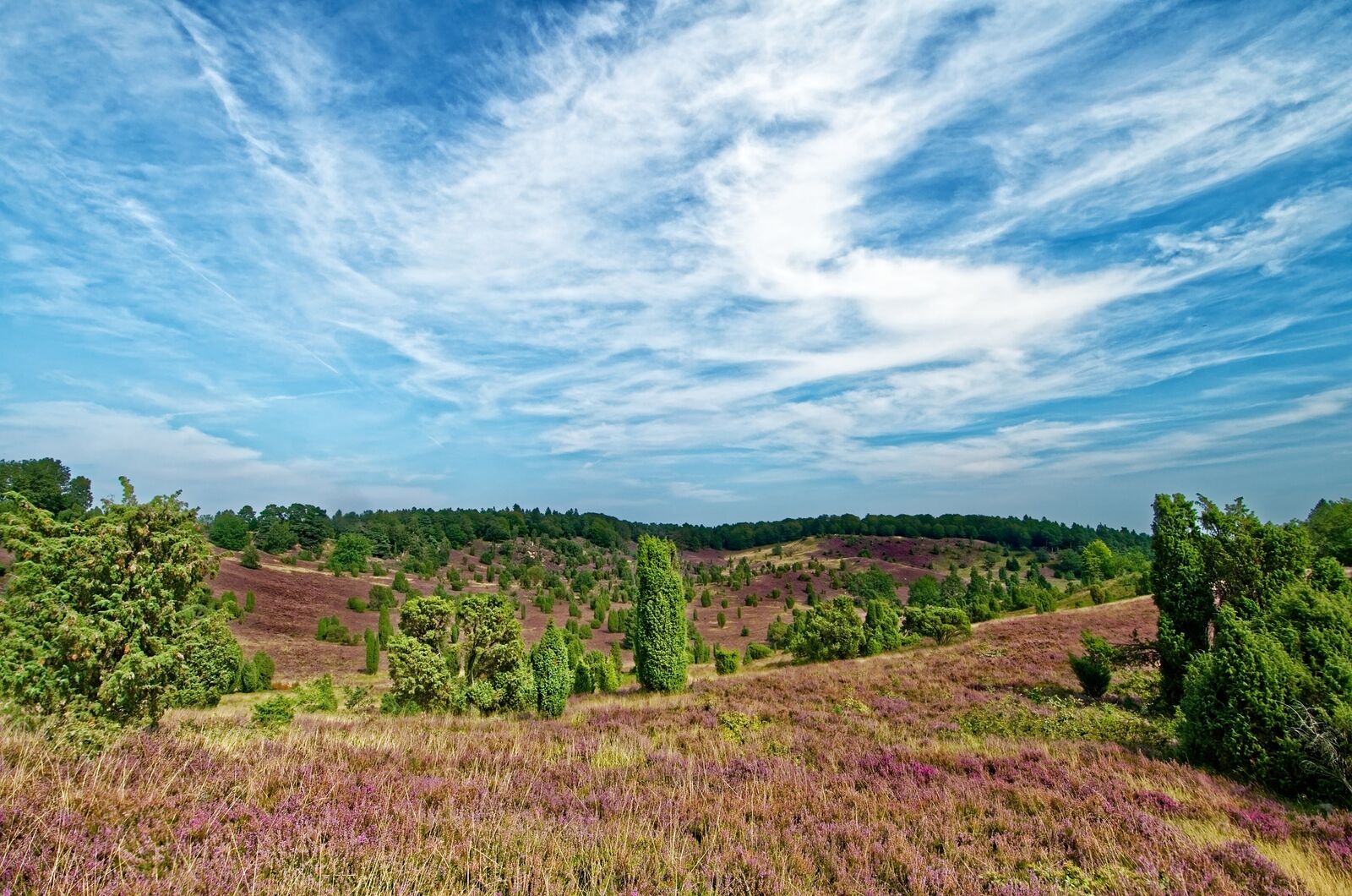 Lüneburger Heide