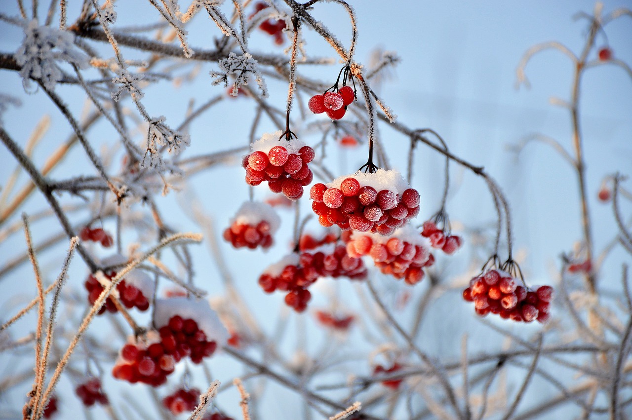 Garten im Winter