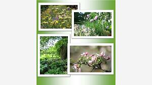 Gartenfotos