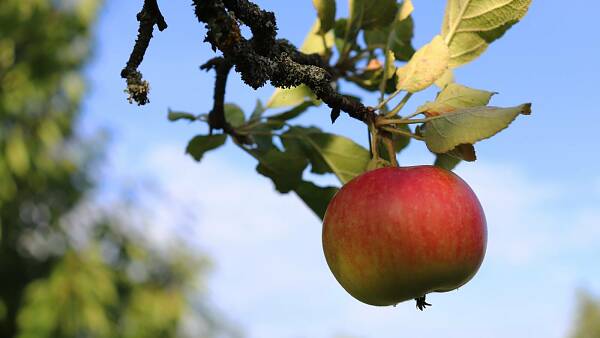 Themenbild: Obstbaum
