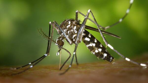 Themenbild: Asiatische Stechmücke