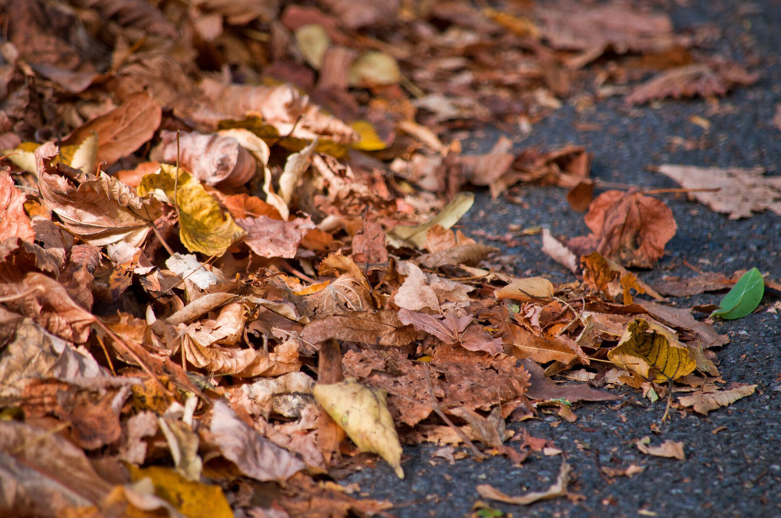 Herbstlaub auf der Straße