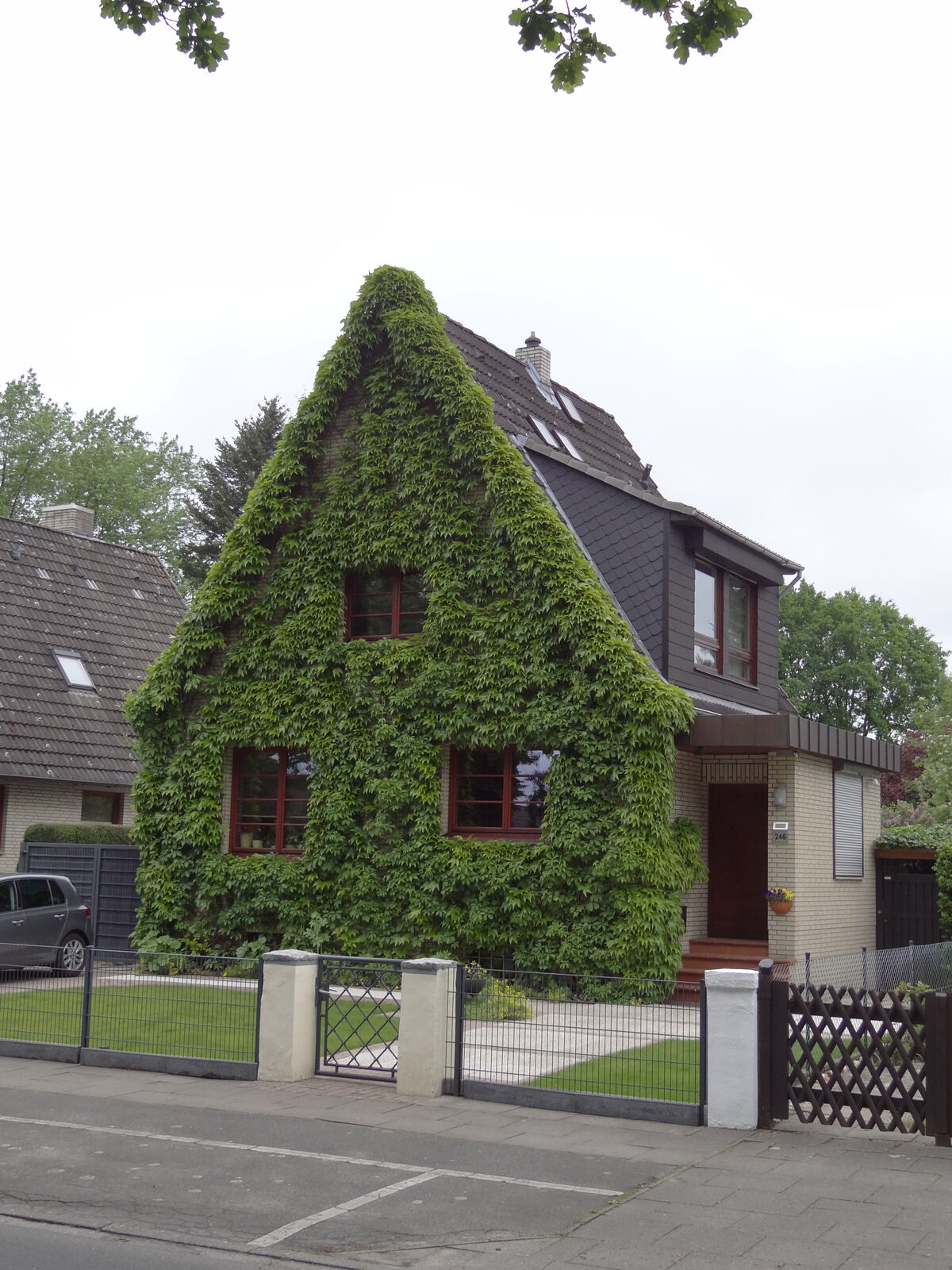 Wilder Wein an Hausfassade