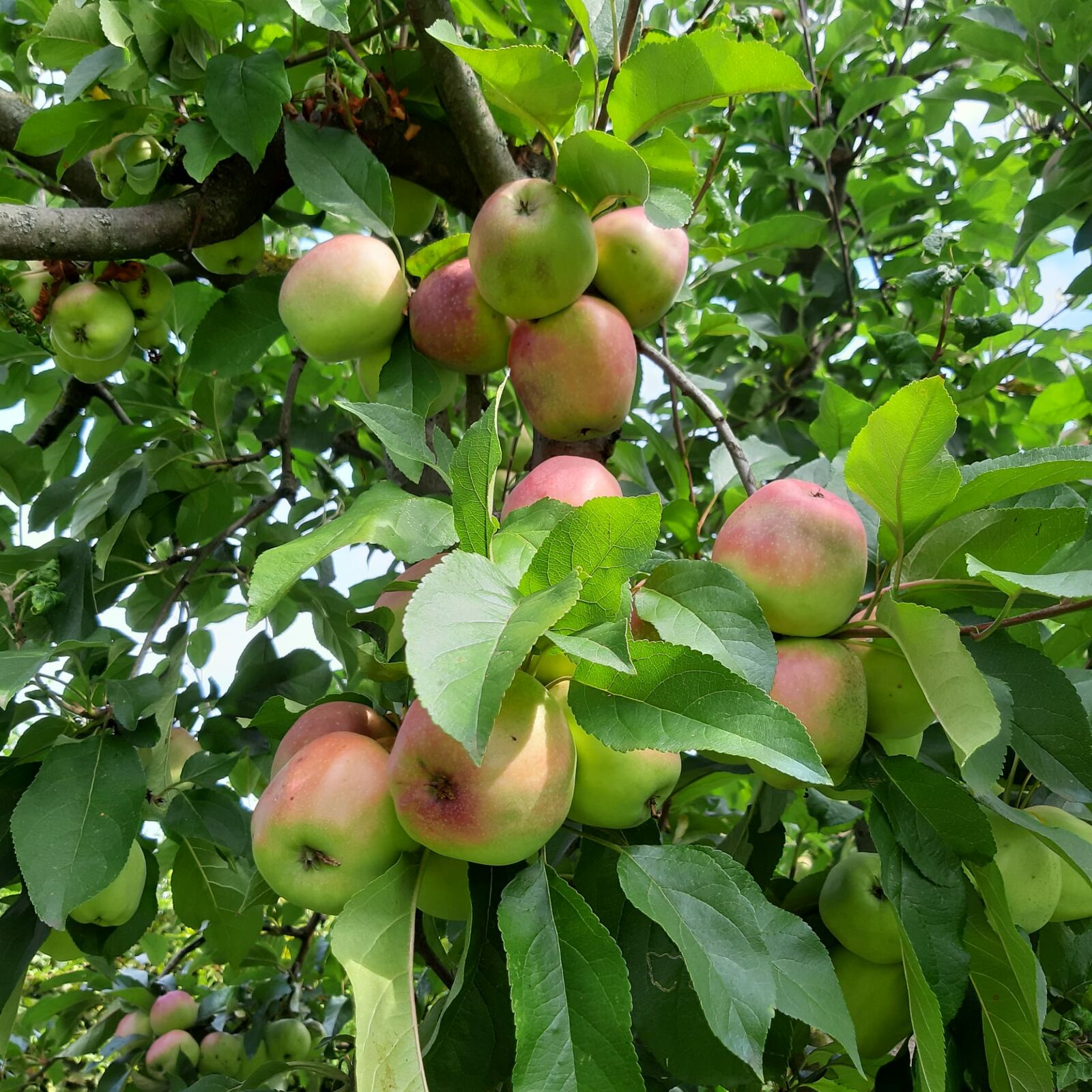 Äpfel kurz vor der Ernte am Baum