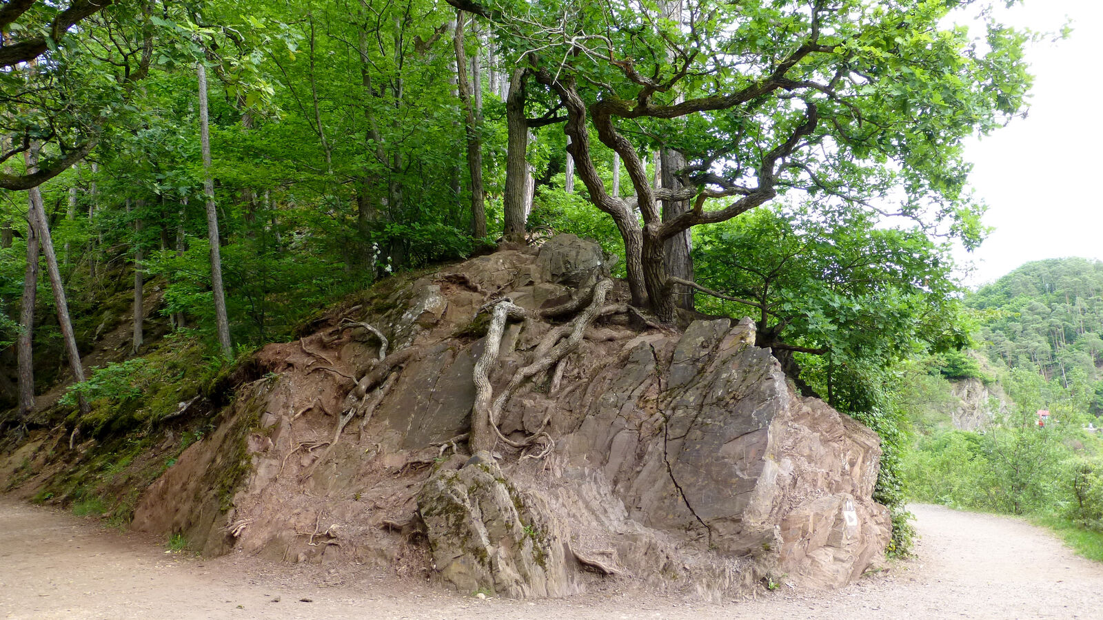 Fels neben Boden mit Baum