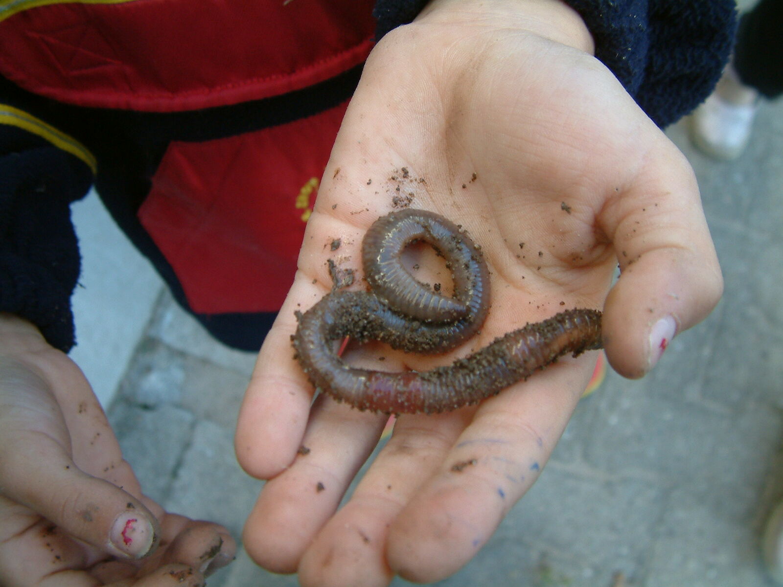 Hand mit dickem Regenwurm