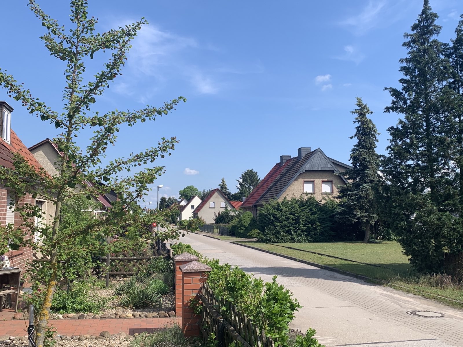 Ein Straßenzug mit Einfamilienhäusern unter blauem Himmel, im Vordergrund steht ein Baum