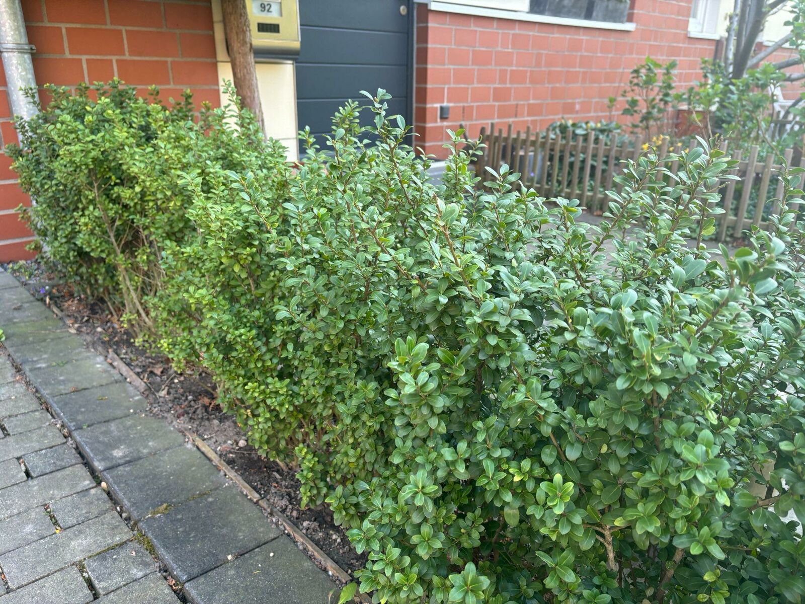 Ilex crenata