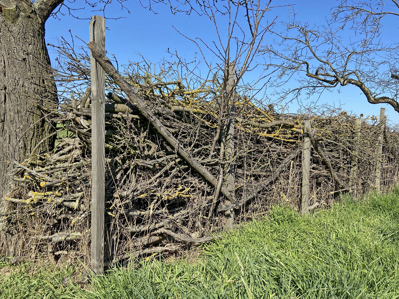 Benjeshecke am Rand eines Gartens