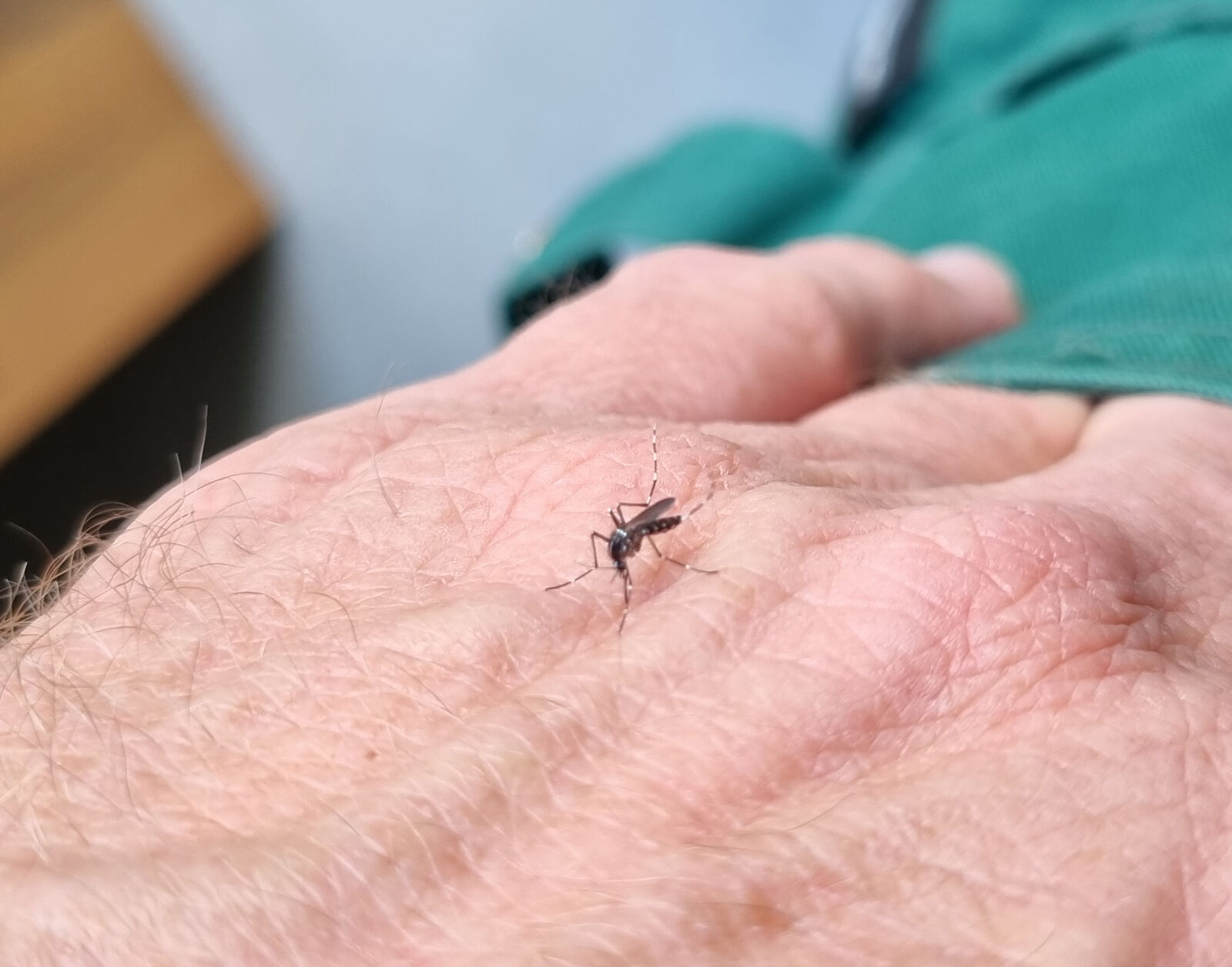 Tigermücke auf der Hand - mit sichtbaren Steifen