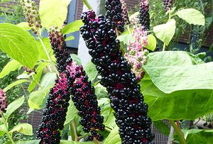 Themenbild: Kermesbeere