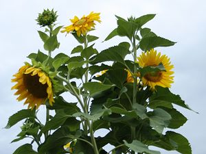 Themenbild: Sonnenblume quer