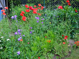 Themenbild: Blumenwiese