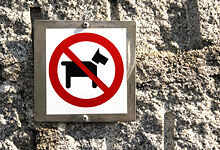 Themenbild: Hund Hauswand Themenbild: Hund Hauswand